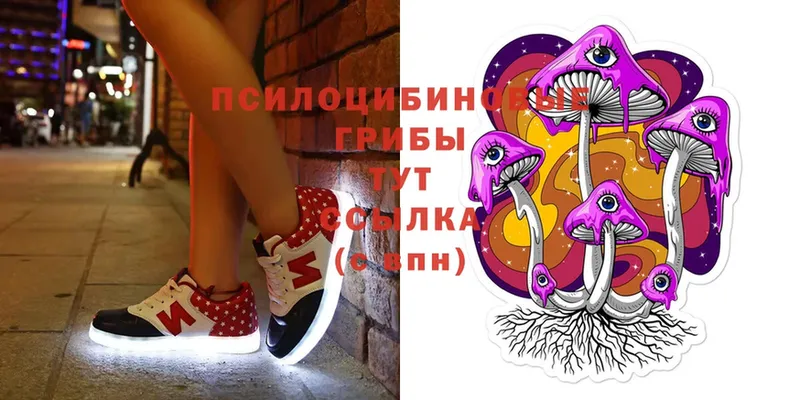 где купить   Краснослободск  Псилоцибиновые грибы MAGIC MUSHROOMS 